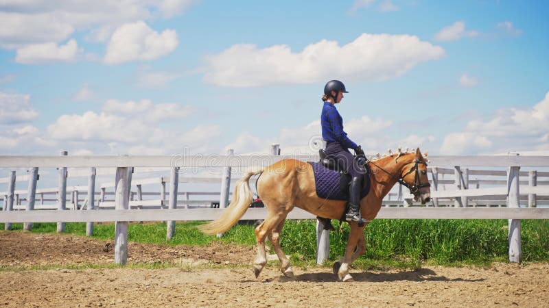 Loura-corda De Um Belo Cavalo Palomino Para a Competição De