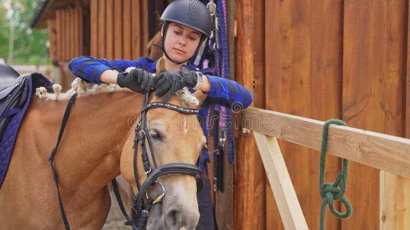 Loura-corda De Um Belo Cavalo Palomino Para a Competição De