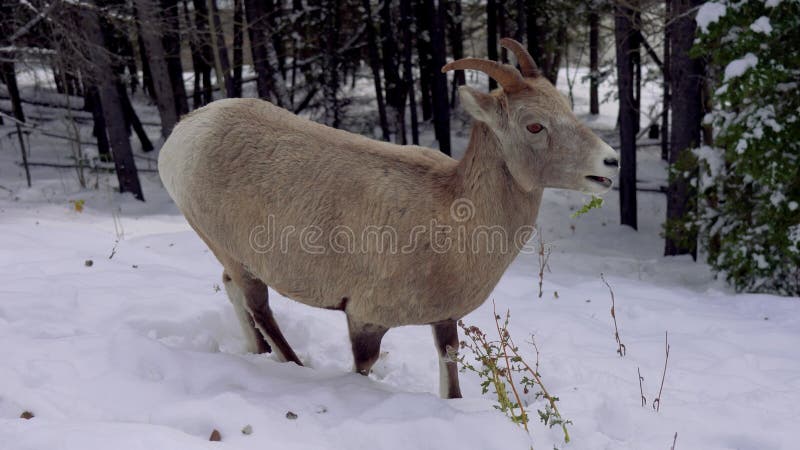 Uma jovem ovelha de bighorn que se alimenta numa encosta de neve no inverno.