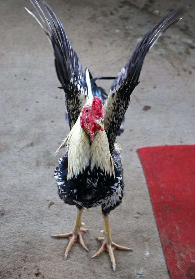 1,149 Luta Do Galo Fotos - Fotos de Stock Gratuitas e Fotos Royalty