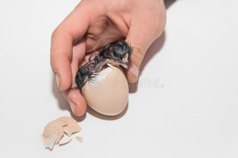 Mãe Ajuda Um Bebê Recém Nascido a Sentar. Criança Gritando Na Sala De Jogos  Em Um Chão De Espuma Mole Foto de Stock - Imagem de gritar, casa: 215291796