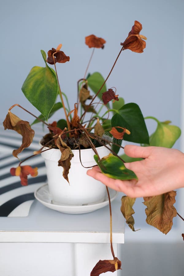 Planta em vaso em casa doente. folhas de plantas em vaso, com