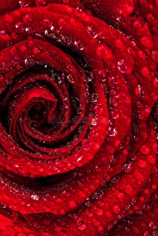Uma Macro Próxima De Uma Rosa Vermelha Molhada Ao Sol Natural Coberta Por  Gotas De água Foto de Stock - Imagem de estilo, detalhes: 179920858