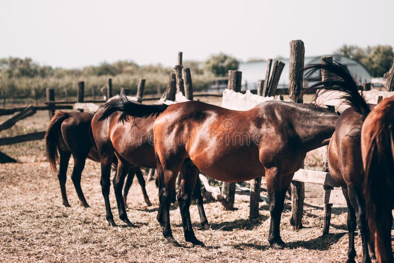 Foto de Lindo Cavalo De Criação e mais fotos de stock de Cavalo