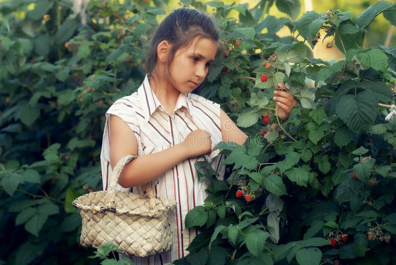 Uma menina recolhe framboesas no jardim