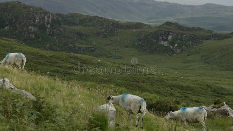 Uma mesa pacífica de um bando de ovelhas a pastorear no meio da grandeza das montanhas torrenciais. pano
