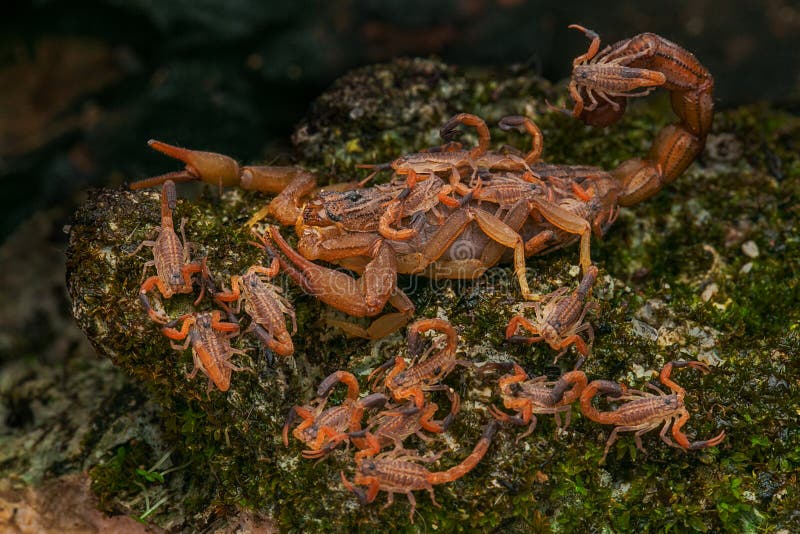 Uma mãe escorpião e seus bebês