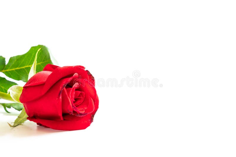 Uma ?nica rosa do vermelho no fundo branco imagem de stock royalty free Uma ?nica rosa do vermelho no fundo branco imagem de stock royalty free