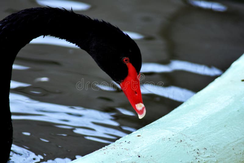 Uma opinião surpreendente uma cisne preta foto de stock Uma opinião surpreendente uma cisne preta foto de stock
