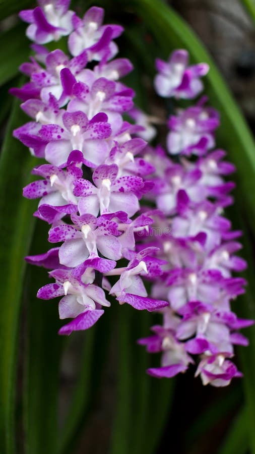 Orquídea, Orelha De Elefante Imagem de Stock - Imagem de pêndulo, chuva:  71940355