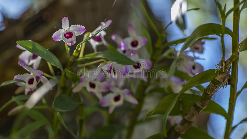 Uma Orquídea Do Olho Da Boneca Cor-de-rosa E Branca Imagem de Stock -  Imagem de naughty, pétala: 123600541