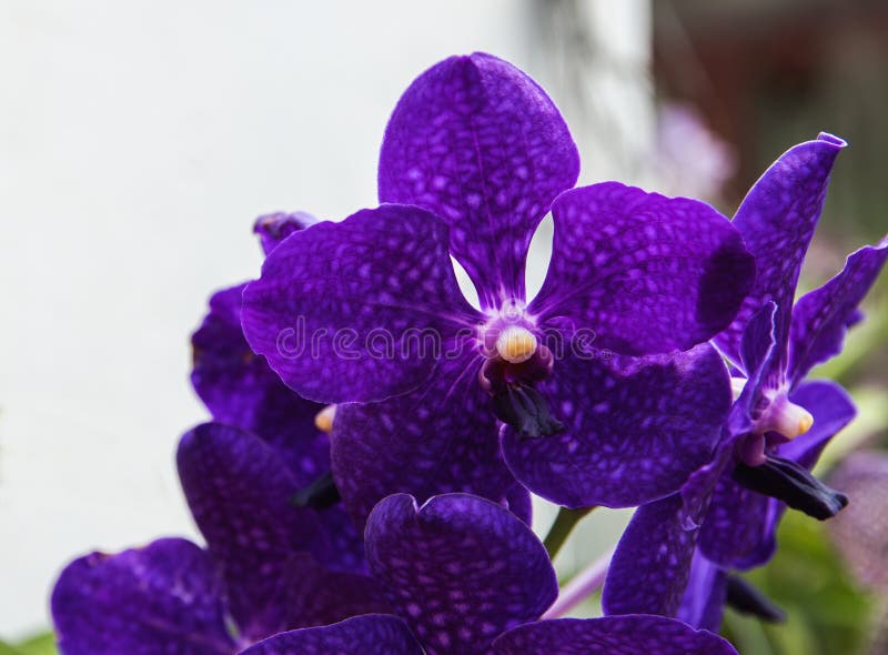 Uma orquídea roxa escura foto de stock. Imagem de seletivo - 101575838