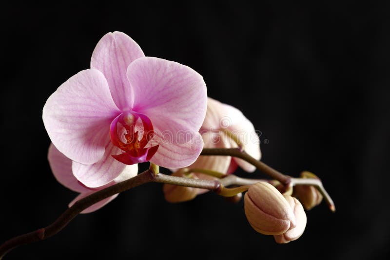 Uma orquídea de florescência cor-de-rosa imagem de stock Uma orquídea de florescência cor-de-rosa imagem de stock