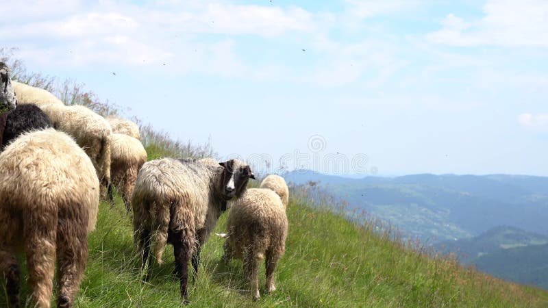 Uma ovelha branca pára e espera por um bando de pastagem em erva alta com um vale ao fundo. o conceito de livre e