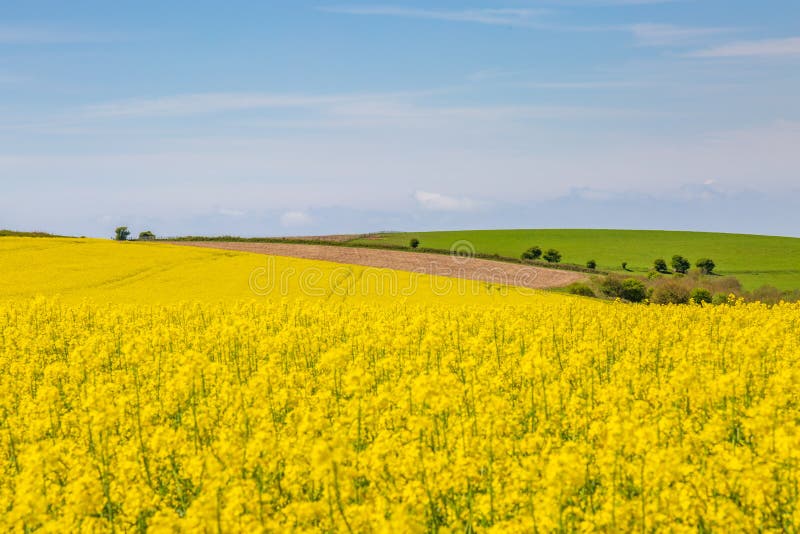 Uma paisagem da exploração agrícola de Sussex da mola com campos do Canola/colza imagem de stock royalty free Uma paisagem da exploração agrícola de Sussex da mola com campos do Canola/colza imagem de stock royalty free