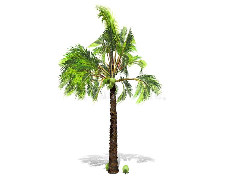 Uma palmeira alta isolada sobre um fundo branco ilustração stock Uma palmeira alta isolada sobre um fundo branco ilustração stock