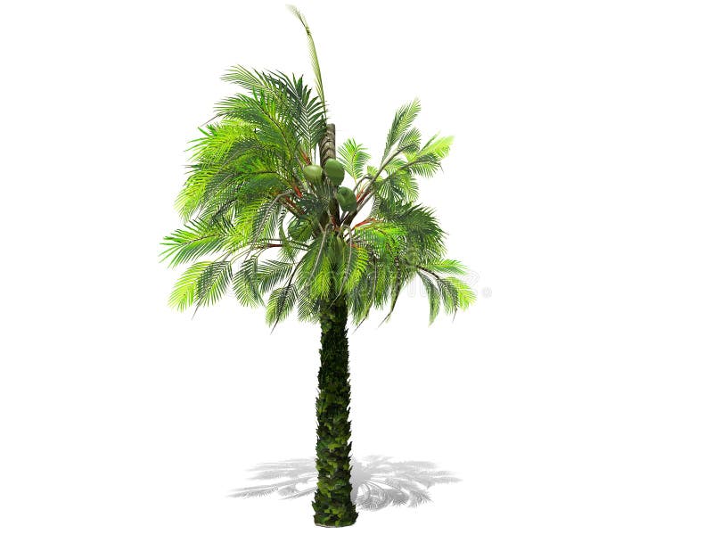 Uma palmeira alta isolada sobre um fundo branco ilustração do vetor Uma palmeira alta isolada sobre um fundo branco ilustração do vetor