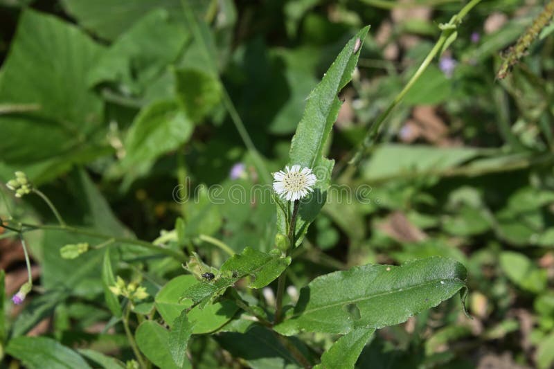 A tiny white False daisy flower (Eclipta prostrata) blooms in a lawn area. This plant, also known as the names like Keekirindiya, Karisalankanni, Bhringraj. A tiny white False daisy flower (Eclipta prostrata) blooms in a lawn area. This plant, also known as the names like Keekirindiya, Karisalankanni, Bhringraj