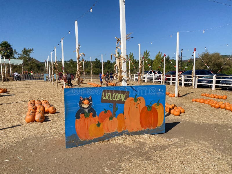 Uma Pilha De Abóboras No Sistema De Abóbora. Campo De Abóboras De