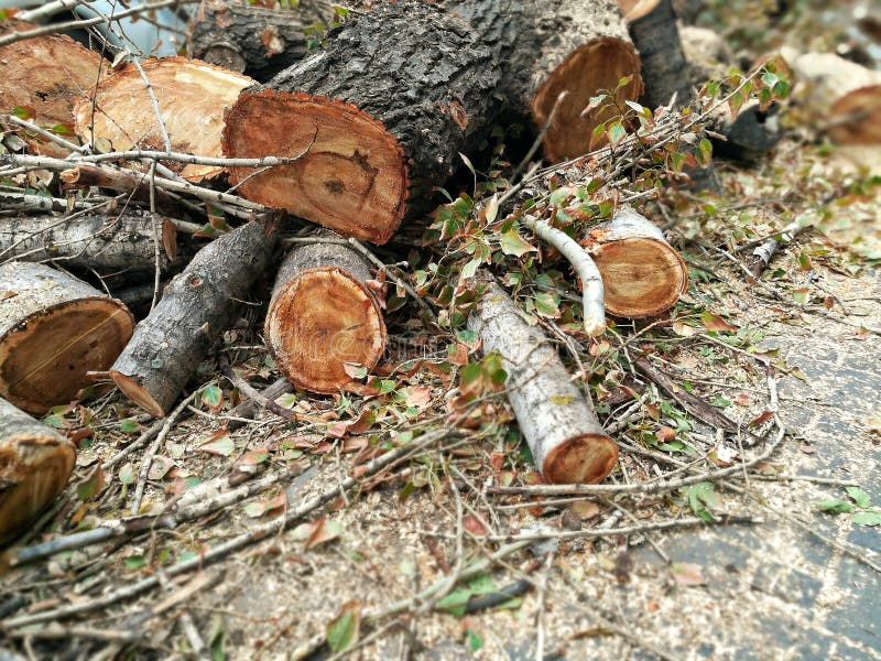 Uma pilha de troncos abatidos de árvores velhas fotos de stock Uma pilha de troncos abatidos de árvores velhas fotos de stock