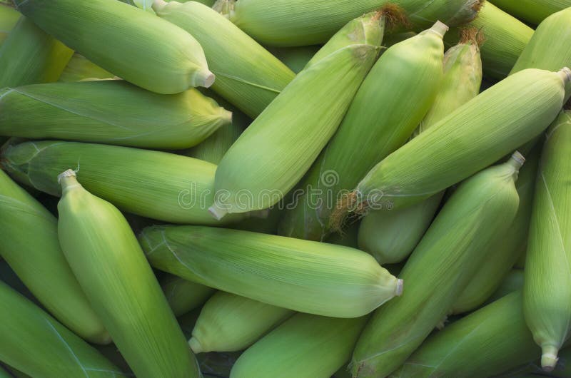 Uma pilha do milho fresco na espiga com verde sae em um mercado dos fazendeiros ou no celeiro fotografia de stock Uma pilha do milho fresco na espiga com verde sae em um mercado dos fazendeiros ou no celeiro fotografia de stock