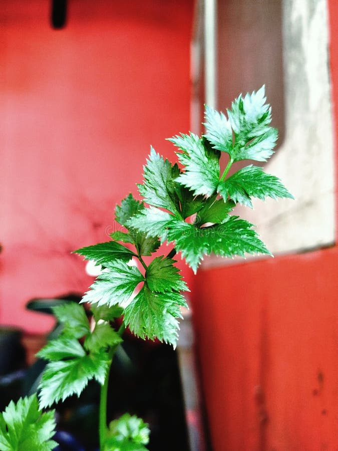 Uma planta de aipo a crescer num pequeno vaso branco foto de stock royalty free