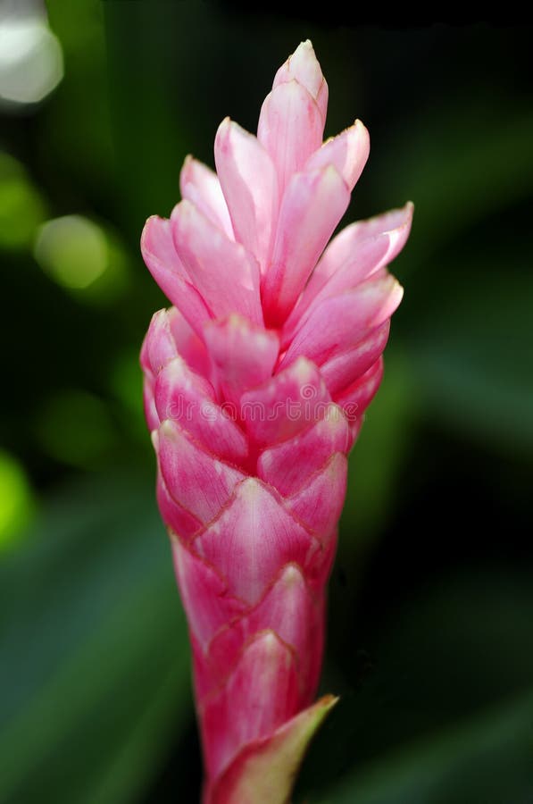 Alpinia purpurata, red ginger, also called ostrich plume and pink cone ginger, are native Malaysian plants with showy flowers on long brightly colored red bracts. They look like the bloom, but the true flower is the small white flower on top. Alpinia purpurata, red ginger, also called ostrich plume and pink cone ginger, are native Malaysian plants with showy flowers on long brightly colored red bracts. They look like the bloom, but the true flower is the small white flower on top.