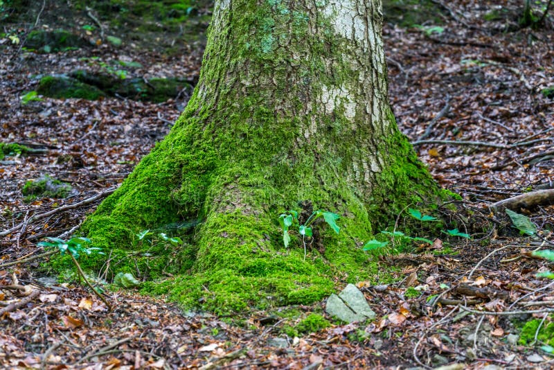 Uma raiz de uma árvore coberta com o musgo fotos de stock royalty free