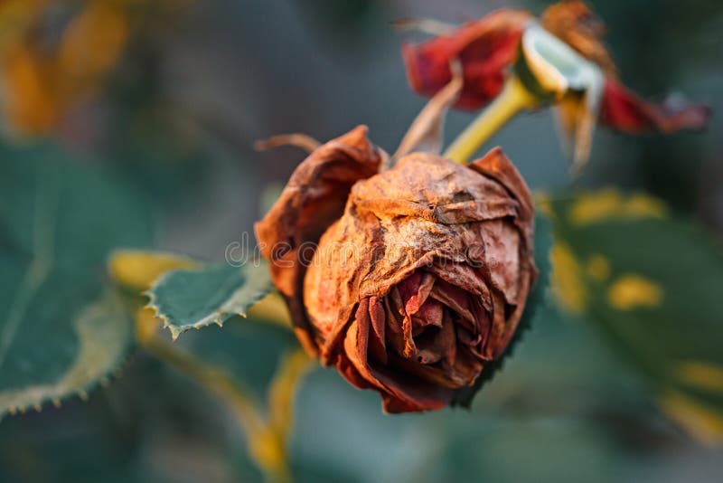 Uma rosa do desvanecimento Uma flor de secagem Beleza de morte fotografia de stock Uma rosa do desvanecimento Uma flor de secagem Beleza de morte fotografia de stock