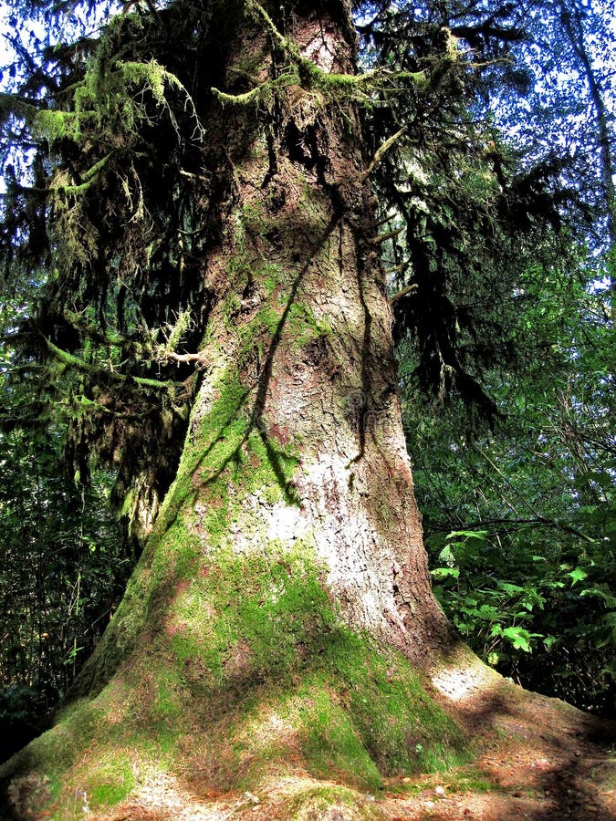 Uma sequoia vermelha da floresta primária imagem de stock Uma sequoia vermelha da floresta primária imagem de stock
