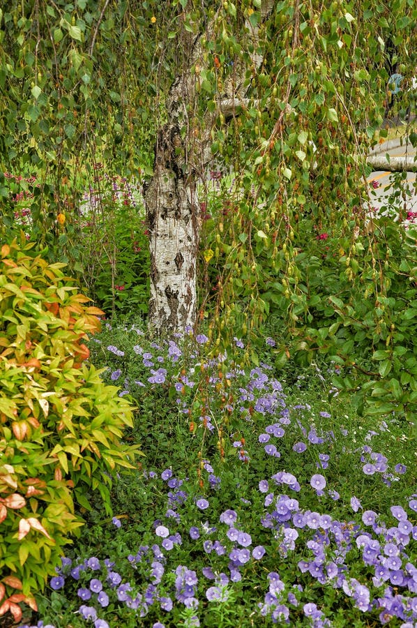 Uma seção do parque com bétulas e flores encharcadas fotos de stock royalty free