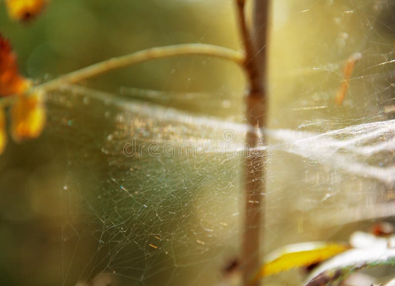 Uma teia de aranha delicada em uma floresta do outono foto de stock Uma teia de aranha delicada em uma floresta do outono foto de stock