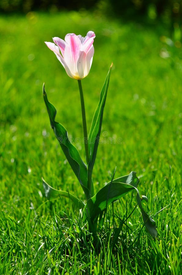 Uma tulipa cor-de-rosa solitária fotografia de stock royalty free Uma tulipa cor-de-rosa solitária fotografia de stock royalty free