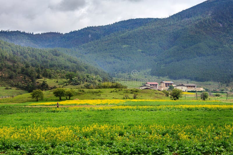 Fotografia de stock.