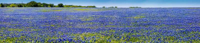 A Wide Angle High Resolution Panoramic View of a Beautiful Field of The Famous Texas Bluebonnet with Clear Skies. A Wide Angle High Resolution Panoramic View of a Beautiful Field of The Famous Texas Bluebonnet with Clear Skies