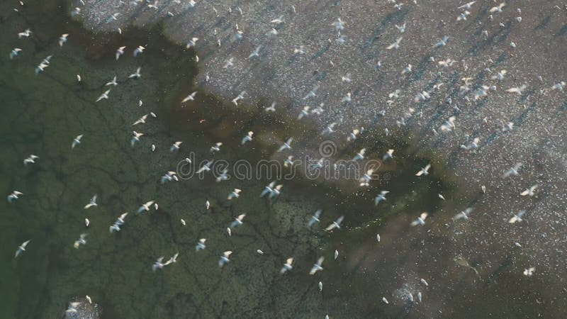 Uma visão aérea de cima de um bando de gaivotas saindo das praias.