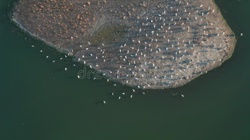 Uma visão aérea de cima de um bando de gaivotas sentados numa ilha numa noite de Verão ao pôr do sol.