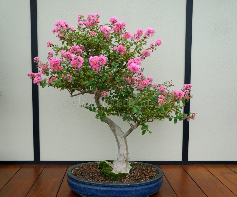 Uma árvore de bolinhas bonsai com flores cor-de-rosa-claro