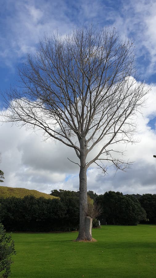 Uma árvore desencapada alta no inverno fotos de stock Uma árvore desencapada alta no inverno fotos de stock