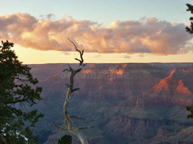Uma árvore em Grand Canyon fotografia de stock royalty free Uma árvore em Grand Canyon fotografia de stock royalty free