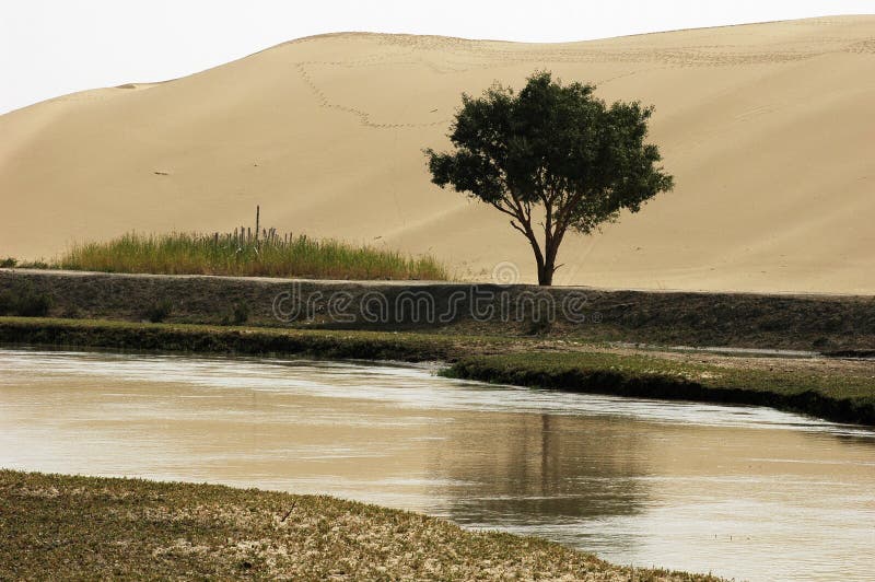Uma árvore pela água e pelo deserto foto de stock Uma árvore pela água e pelo deserto foto de stock