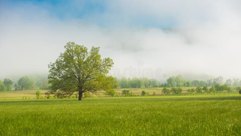 A lone tree in a meadow on a foggy morning, Cades Cove, The Great Smoky Mountain National Park. A lone tree in a meadow on a foggy morning, Cades Cove, The Great Smoky Mountain National Park