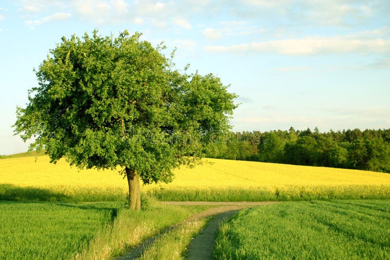 Uma árvore, um campo amarelo e um trajeto Uma árvore, um campo amarelo e um trajeto