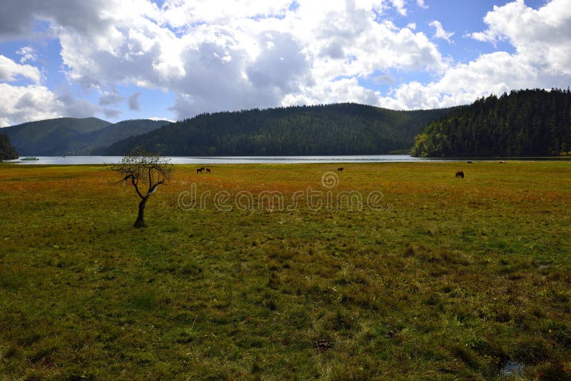 Uma única árvore e umas montanhas grandes fotos de stock Uma única árvore e umas montanhas grandes fotos de stock