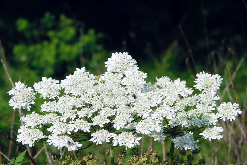 White Umbel Flowers stock photo. Image of colour, blooming 141022950