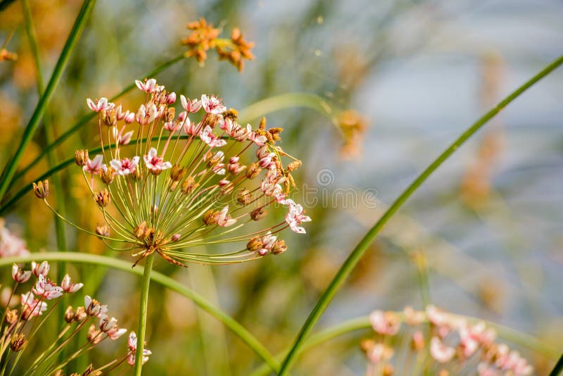 Download Umbellatus di Butomus fotografia stock. Immagine di palude - 56887878