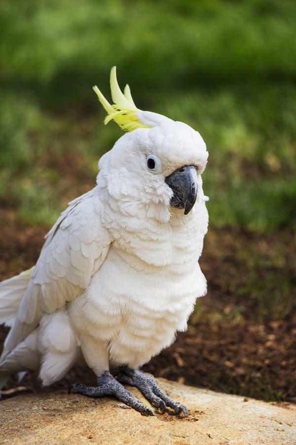 umbrella cockatoo price umbrella cockatoo price