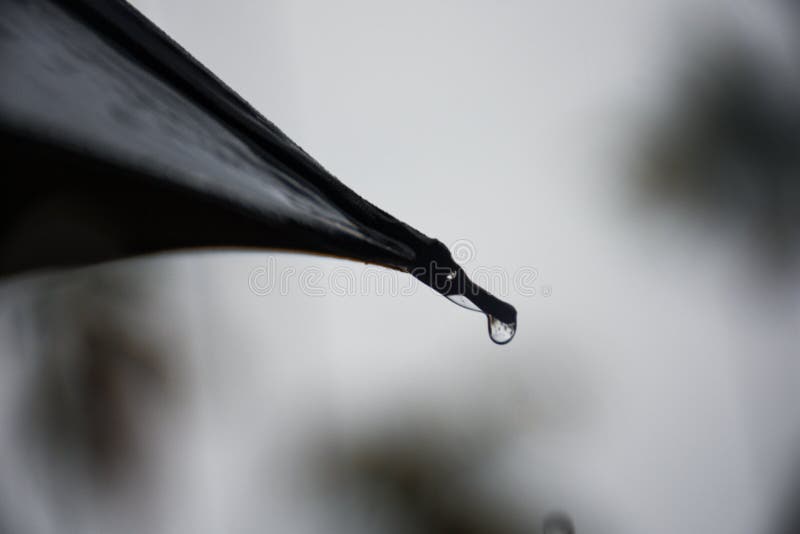 An Umbrella with a Drop of Water . Black and White . Background for Writing  Quotes Stock Photo - Image of branch, animal: 192053892