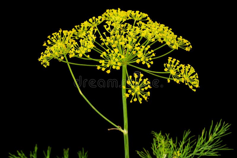 Umbrella flower of Dill, used in kitchen cooking to flavor, isolated on black background