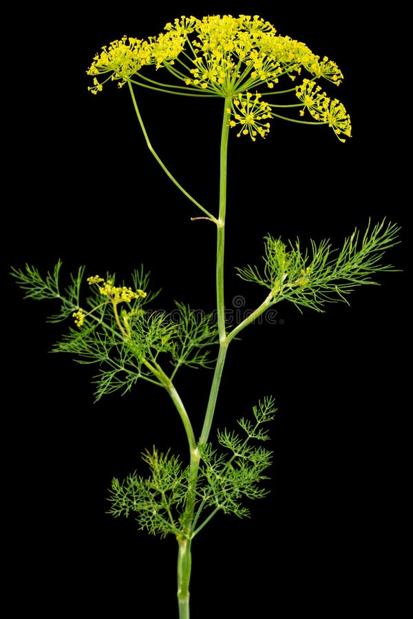 Umbrella flower of Dill, used in kitchen cooking to flavor, isolated on black background